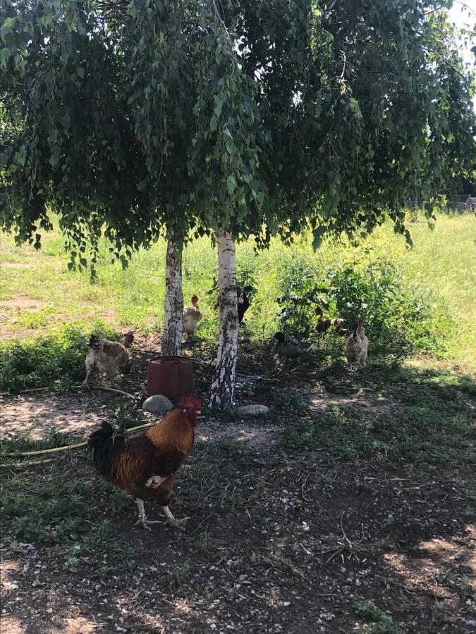 La Massoterie Gite 1 Theza Kültér fotó
